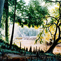 Cypress Knees